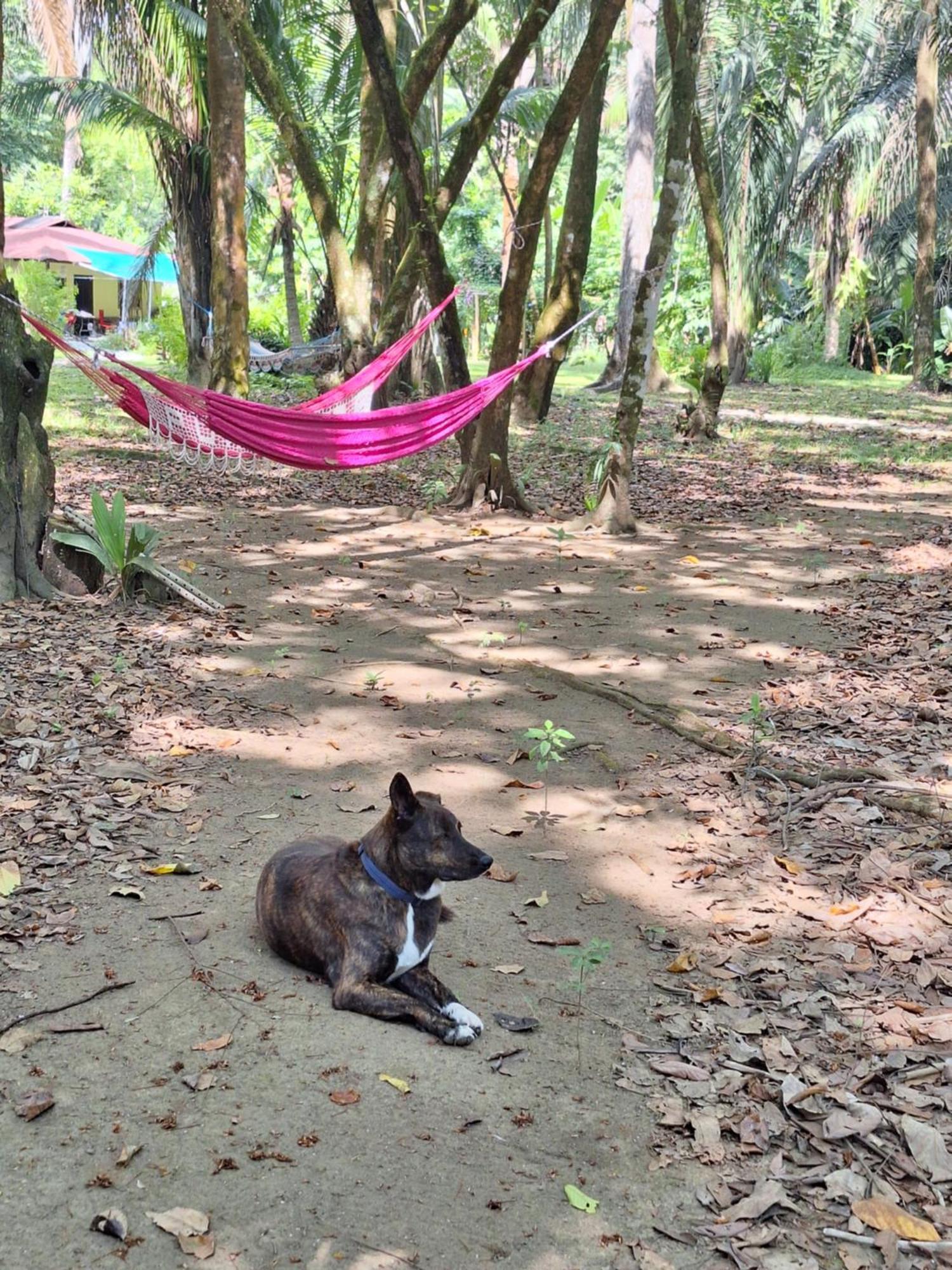 Four Monkeys Eco Lodge - Jungle & Beach Cabo Matapalo Экстерьер фото
